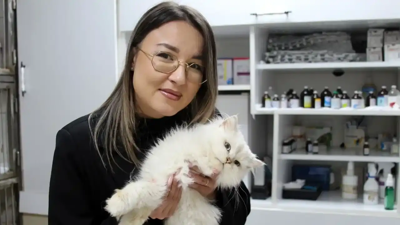 Adana’da Sokak Kedisiyle İlgili Şaşırtan Gerçek: Veterinerler Bile Şaşkın! 5